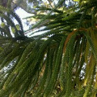 Norfolk Island Pine