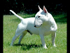 Adoptoo Cachorros Bull Terrier