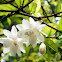 wrightia religiosa benth