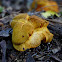 Orange-staining Puffball