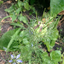 Love-in-a-mist