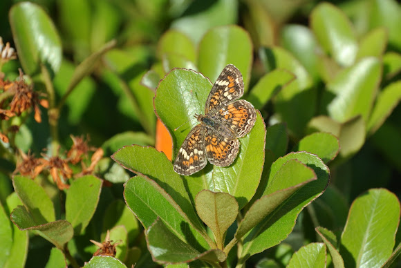 Spotting Image 1