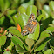 Phaon Crescent Butterfly