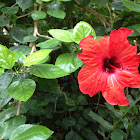 Chinese Hibiscus