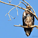 Golden Eagle? (juvenile)