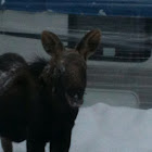 Moose