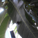Soldadinho or Cigarrinha