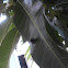 Soldadinho or Cigarrinha