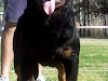 Rottweiler Excelentes Cachorros