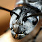 Silver Spiny Ant Queen