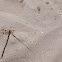 Halloween Pennant