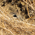 California Ground Squirrel