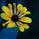 Black-Eyed Susan