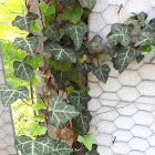 Ivy