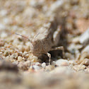 Grasshopper (Cavalletta)
