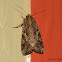 Oriental Leafworm Moth