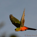 Female Australian King Parrot