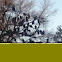 Turkey buzzard/vulture