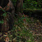 Fungi