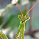 Praying mantis