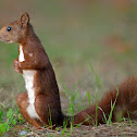 Ardilla roja (Red squirrel)