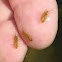 Crawling Water Beetle larvae