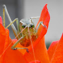 Fork-tailed Bush Katydid (male)