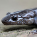 Blue-spotted Salamander