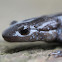 Blue-spotted Salamander