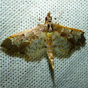 Moth
