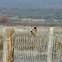 Common Stonechat