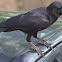 Jungle Crow