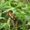 common picturewing
