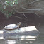Pacific Pond Turtle