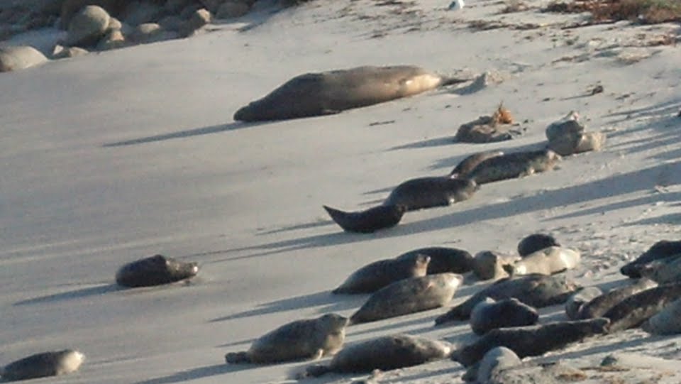 Northern Elephant Seal