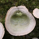 Bracket fungi