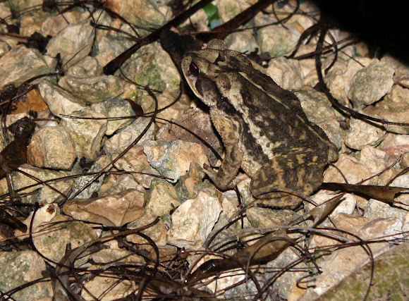 Spotting Image 1