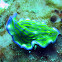 Flatworm in Romblon