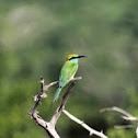 Little Green Bee-eater