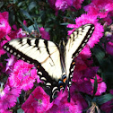 Eastern Tiger Swallowtail