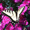 Eastern Tiger Swallowtail