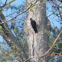 Pileated Woodpecker