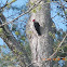 Pileated Woodpecker