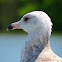 Ring-billed Gull
