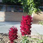 Snapdragon