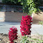 Snapdragon