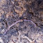 Earth worm