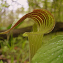 Jack in the pulpit