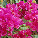 Bougainvillea