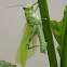 Shorthorned Grasshopper (nymph)